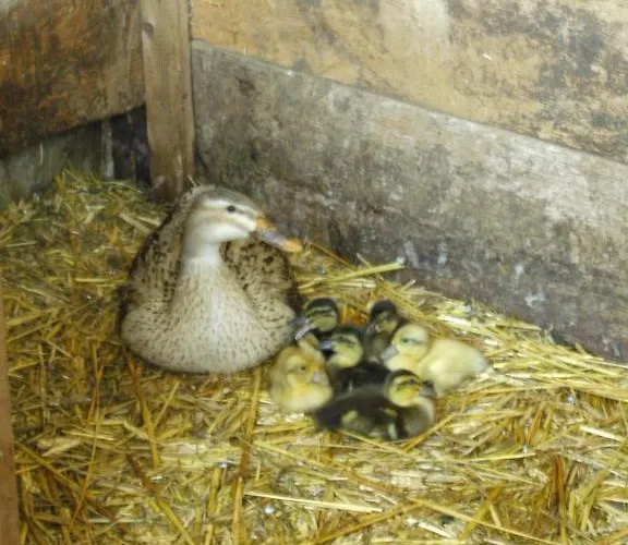 Bauernhof Hundbichl Séjour à la ferme